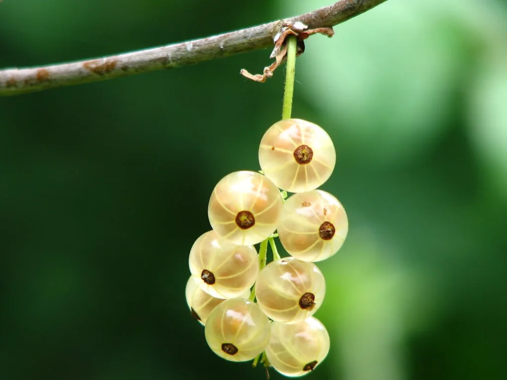 How Much Gooseberry to Eat Daily Image Credit: Photo by Pixabay: https://www.pexels.com/photo/yellow-round-small-fruit-54332/ 